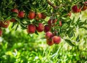 سلامتی را به یکدیگر هدیه دهیم/ اجرای پویش نذر سیب در اردکان