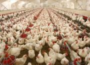 خرید مرغ مازاد مرغداران به قیمت ۱۴۵۰۰ تومان