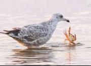 عکس/ درگیری خرچنگ و مرغ دریایی