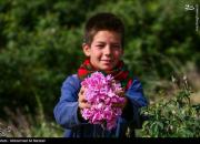 عکس/ برداشت گل محمدی در قم