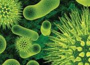 شناسایی باکتری خطرناکی که هیچ انتی بیوتیکی به آن کارگر نیست