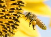 فیلم/ تکنیک هوشمندانه زنبورهای عسل