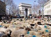 عکس/ قدم زدن گوسفندان در قلب پاریس