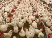 ۳ پیشنهاد برای تأمین مالی تولیدکنندگان‌ مرغ‌