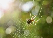 کشف عنکبوتی که همانند پستانداران به بچه‌هایش شیر می‌دهد