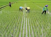 ممنوعیت‌ کشت برنج در خارج از استان‌های گیلان و مازندران