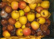 مقصر فساد هزار تن سیب در دماوند کیست؟ +عکس