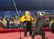 لحظه وحشتناک حمله خرس به مربی سیرک +فیلم