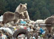 عکس/ زباله گردی خرس‌ها