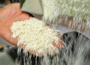 واردات ۷۱۵ هزارتن برنج در ۶ ماه امسال