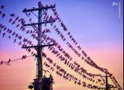 عکس/ پرنده‌ها بر روی کابل برق