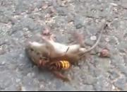 فیلم/ زنبوری که موش را ضربه فنی کرد!