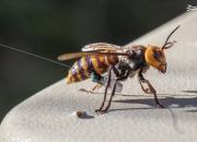 هشدار جدی برای طبیعت ایران با انقراض زنبورعسل کوچک