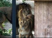 چگونگی آشنایی دو شیر ایرانی در باغ وحش