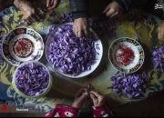 عکس/ برداشت زعفران در مراکش