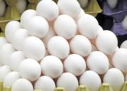 قیمت تخم مرغ چرا گران شد؟
