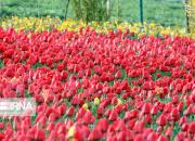 عکس/ باغ گل‌های لاله در تبریز