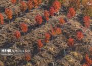 عکس/ رنگ‌های پاییزی دامنه‌های الموت