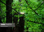 عکس/ قطع درختان جنگل‌های هیرکانی