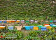 عکس/ پرورش زنبورهای عسل در طبیعت بجنورد