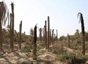 کم‌آبی و شوری 2 عامل خشک شدن نخلستان‌های خوزستان