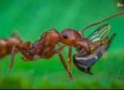 عکس/ نمایی نزدیک از شکار مورچه