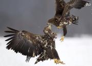 عکس/ نبرد دیدنی دو عقاب