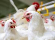 نامه اعتراضی وزیر جهاد کشاورزی به وزیر صمت درباره مرغ