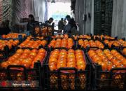 کشف ۱۳ تن پرتقال رنگ شده با مواد غیر بهداشتی