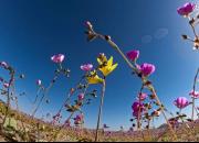 عکس/ رویش گل‌ در خشک‌ترین بیابان جهان