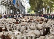 فیلم/ گوسفندها در خیابان‌های مادرید