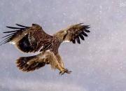 عکس/ آماده شدن عقاب برای شکار در هوای برفی