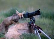 این روباه با تعجب در دوربین چه می‌بیند؟ +عکس
