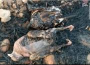 مرگ دردناک پرندگان در میان شعله‌های آتش +عکس
