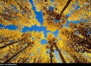 عکس/ طبیعت زیبای پاییزی لرستان