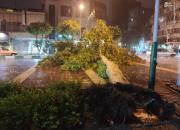 عکس/ سقوط درخت در خیابان تهران بر اثر توفان شدید