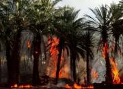 سوختن غم انگیز  ۱۰۰۰ نخل در آتش