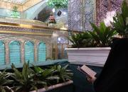 چهارمین مسیر زیارتی روضه منوره رضوی به روی زائران باز شد