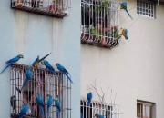 عکس/ پرندگان آزاد مردم در قفس
