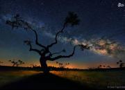 عکس/ کهکشان راه شیری بر فراز یک درخت بلوط