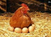 دولت چگونه توانست صف‌های مرغ و تخم‌مرغ را جمع کند؟