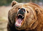 حمله خرس وحشی به دو مرد کوهرنگی +فیلم