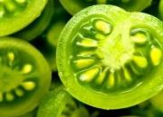 همه چیز درباره گوجه فرنگی سبز
