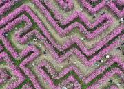 تصویر هوایی از باغ گل زیا در چین