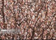 عکس/ شکوفه‌های بهاری در قم