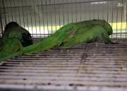 مرگ غم‌بار صدها قطعه پرنده زینتی در آتش‌سوزی +عکس