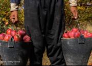 عکس/ برداشت میوه بهشتی در سمیرم