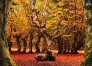 عکس/ زیبایی مسحورکننده پاییز در مازندران