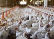 فیلم/  به مرغ‌ها آنتی‌بیوتیک می‌دهند نه تریاک