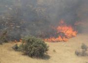 آتش سوزی در ۴ نقطه از جنگل های گلستان